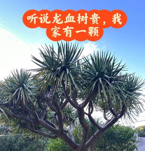 龙血树繁殖方法有哪些？哪种最有效？