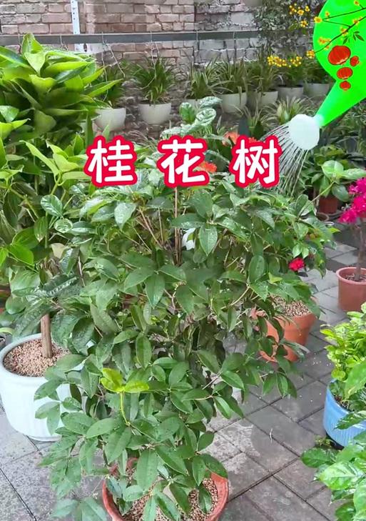 桂花的修剪和处理方法是什么？如何保持桂花树健康？