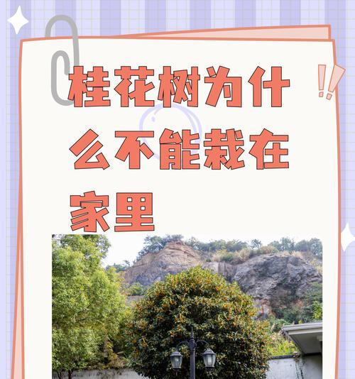 桂花的修剪和处理方法是什么？如何保持桂花树健康？