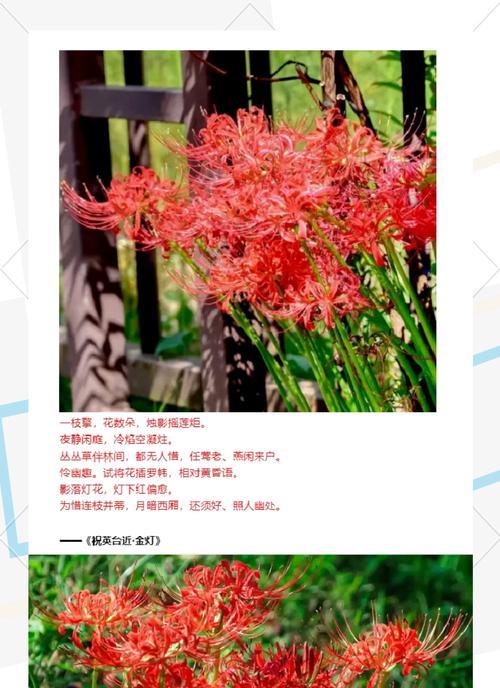 彼岸花种植需要注意哪些事项？
