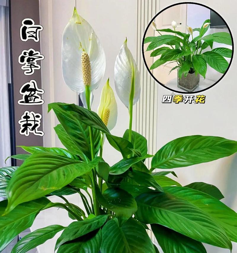 白毛掌怎么修剪？修剪的最佳时机和方法是什么？