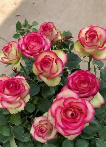 秋季适合养哪些花？如何选择适合秋季的花卉？