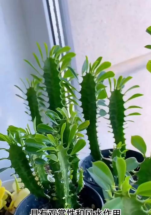 龙骨花的养殖要点是什么？如何处理龙骨花的常见问题？