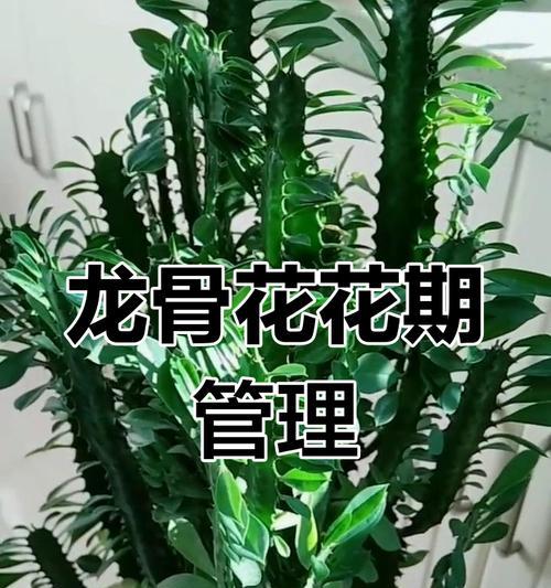 龙骨花的养殖要点是什么？如何处理龙骨花的常见问题？