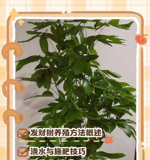 招财树的浇水方法是什么？多久浇一次水最合适？