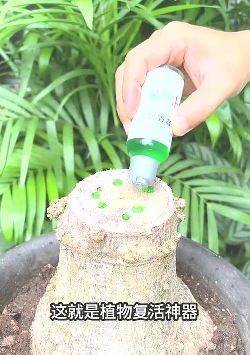 招财树的浇水方法是什么？多久浇一次水最合适？