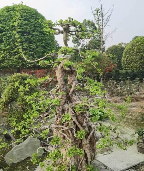 银杏树盆景养护管理的难点是什么？