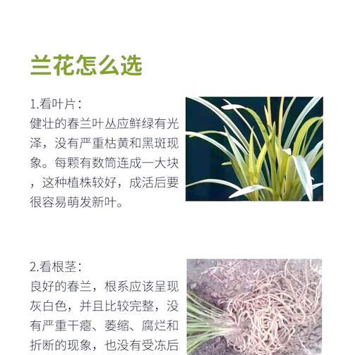 兰花养护需要注意哪些基本要求？如何保持其健康？