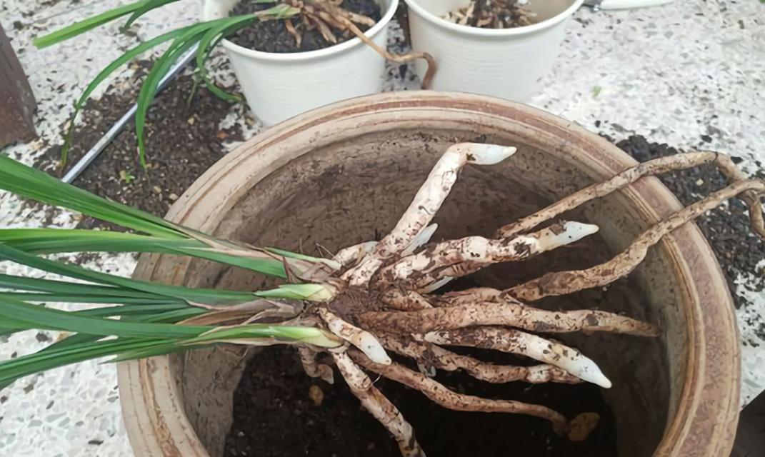 兰花养护需要注意哪些基本要求？如何保持其健康？