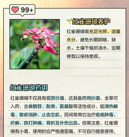 珊瑚珠怎么养？有哪些注意事项？