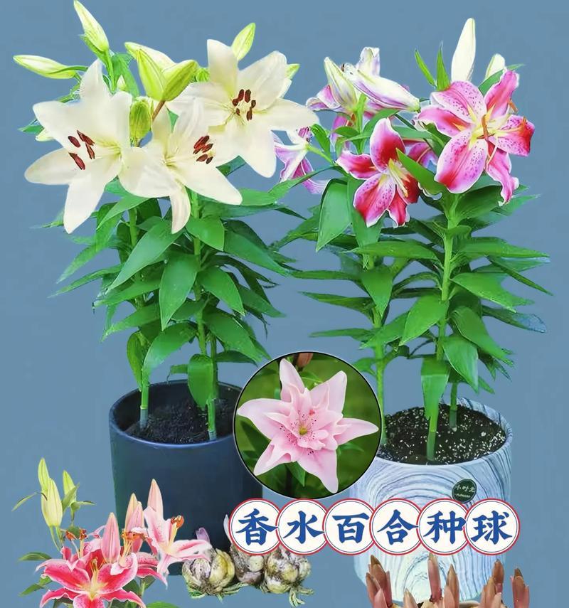 百合种球种植技巧有哪些？最佳种植时间是什么时候？