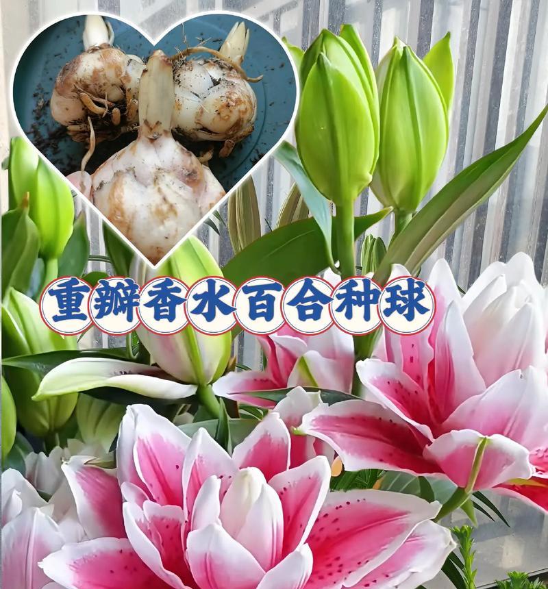 百合种球种植技巧有哪些？最佳种植时间是什么时候？