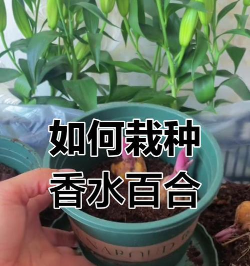 百合种球种植技巧有哪些？最佳种植时间是什么时候？
