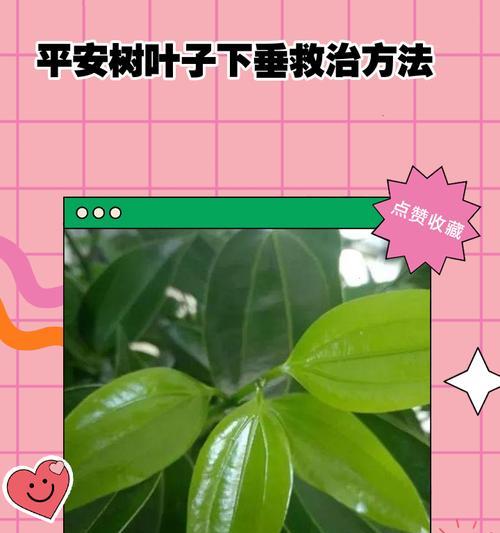 平安树叶子发黄怎么办？有哪些有效的治疗方法？