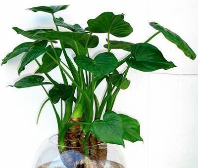 滴水观音分株的最佳时机是什么时候？操作步骤是怎样的？