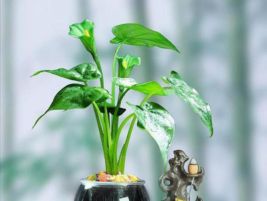 滴水观音分株的最佳时机是什么时候？操作步骤是怎样的？