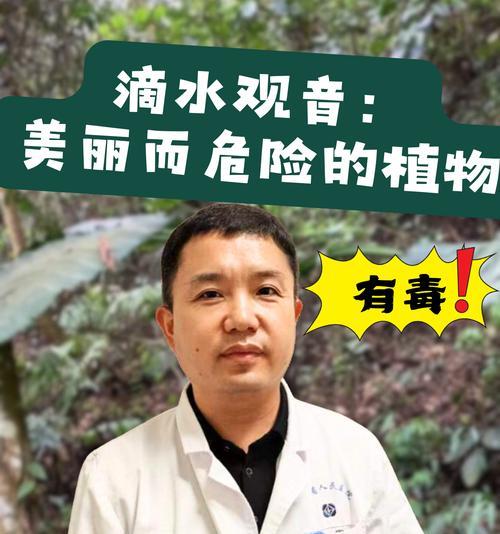滴水观音分株的最佳时机是什么时候？操作步骤是怎样的？