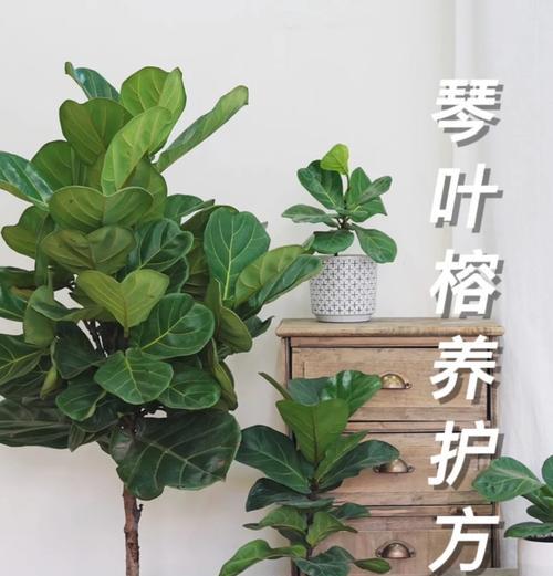 菠萝头植物的养护方法是什么？怎样促进其生根发芽？