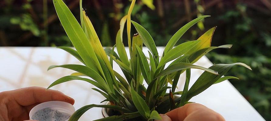 菠萝头植物的养护方法是什么？怎样促进其生根发芽？