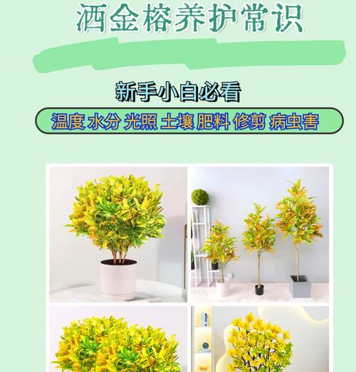 菠萝头植物的养护方法是什么？怎样促进其生根发芽？