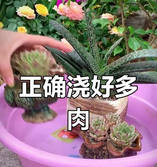秋季多肉植物如何正确浇水？浇水频率是多少？