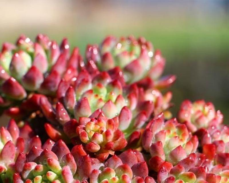 秋季多肉植物如何正确浇水？浇水频率是多少？