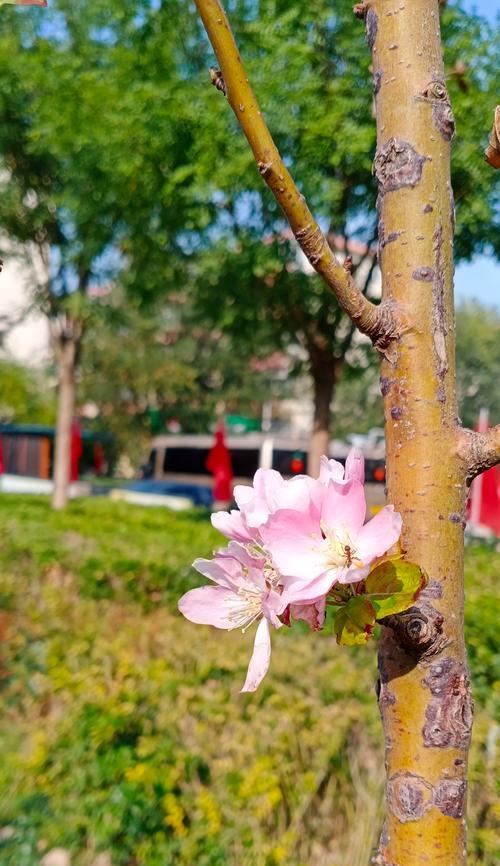 海棠叶子发黄是什么原因？如何解决？