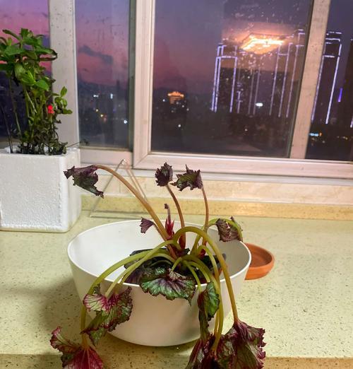 海棠叶子发黄是什么原因？如何解决？