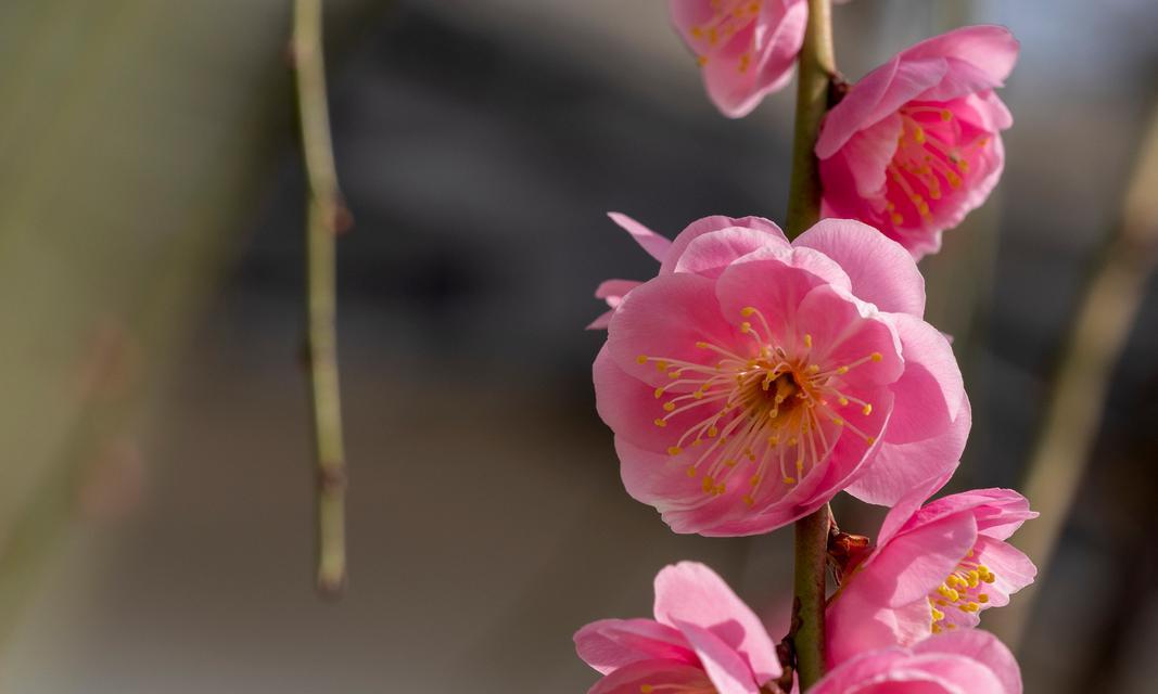 梅花中哪些品种最为人所喜爱？如何选择最佳的梅花品种？