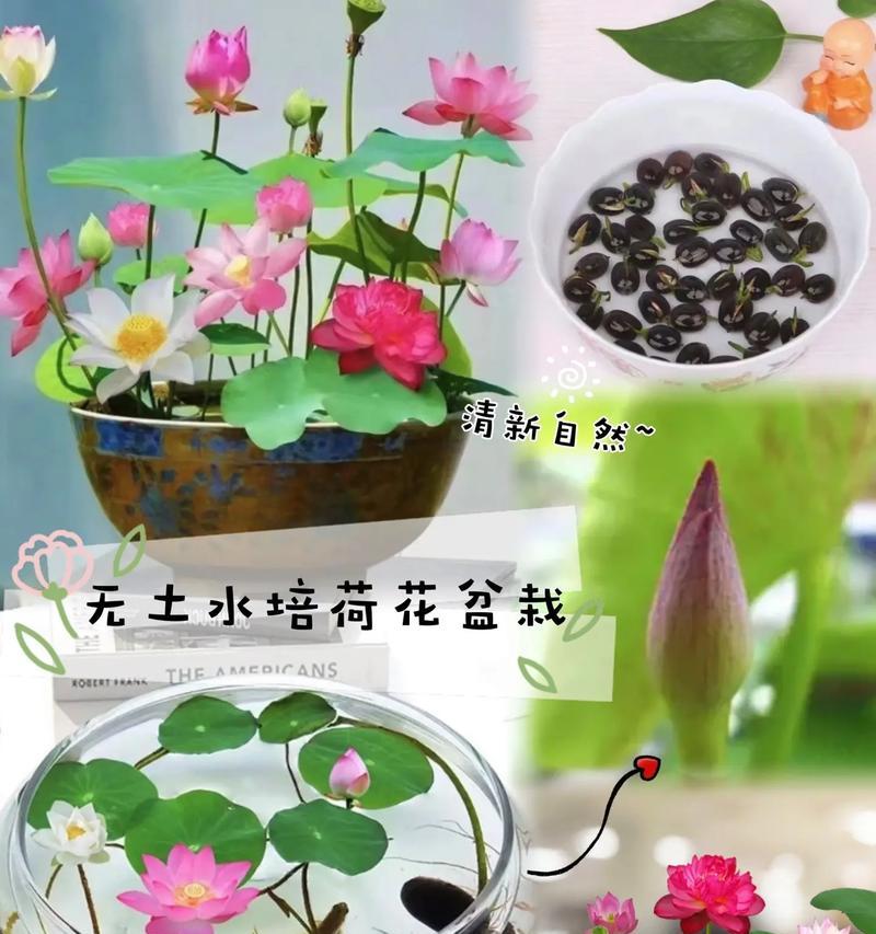 荷花的开花季节是什么时候？如何促进荷花更好地开花？