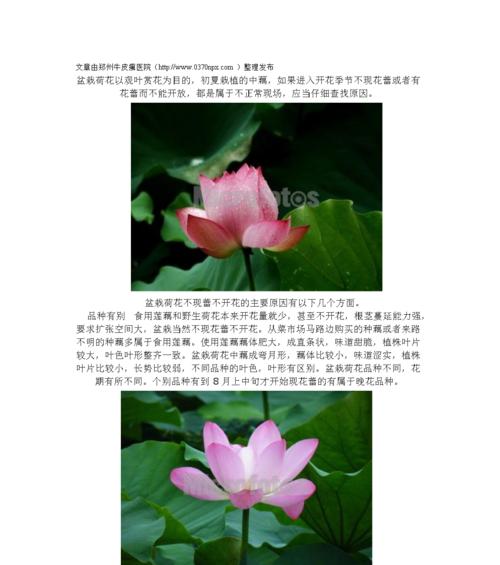 荷花的开花季节是什么时候？如何促进荷花更好地开花？