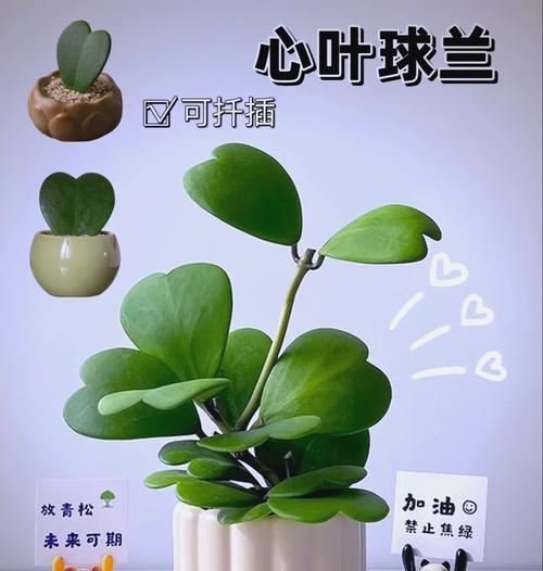 球兰怎么养殖方法？球兰的养护要点有哪些？