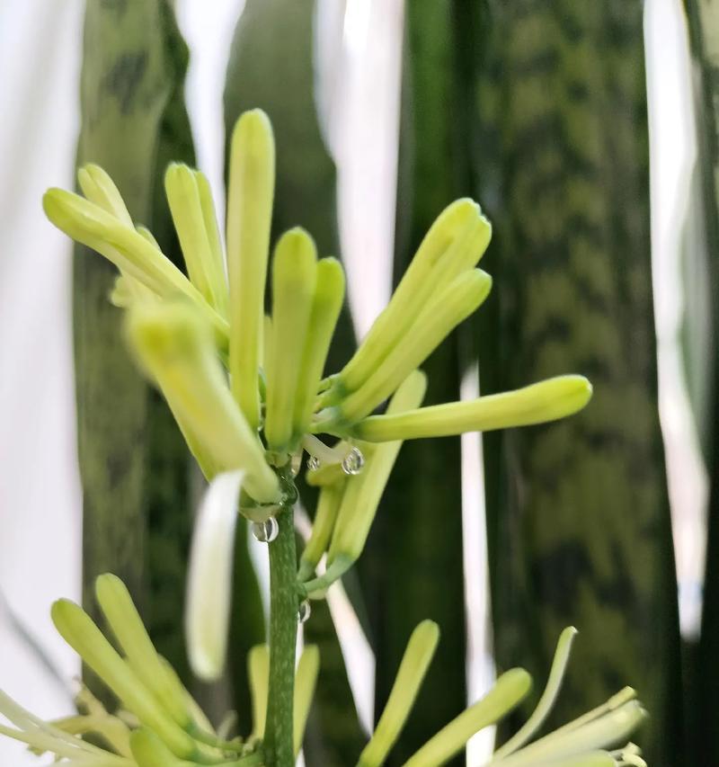 虎皮兰开花预示着什么？它有哪些特殊含义？