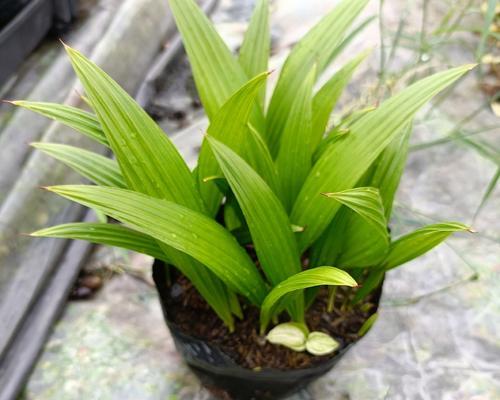 棕榈种子的种植方法是什么？种植后多久能发芽？