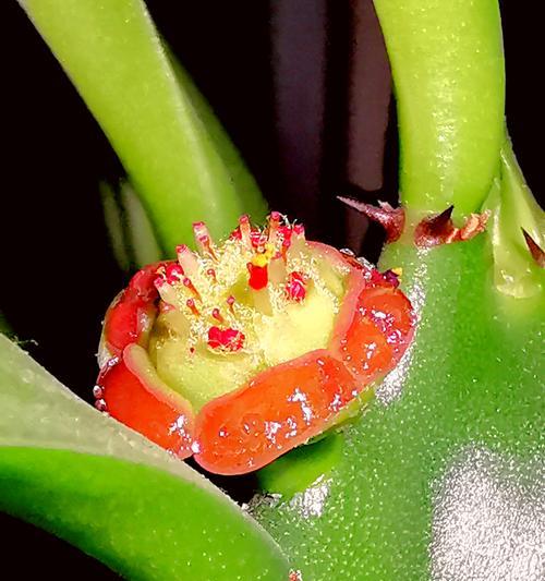 龙骨开花的条件是什么？如何促进其开花？