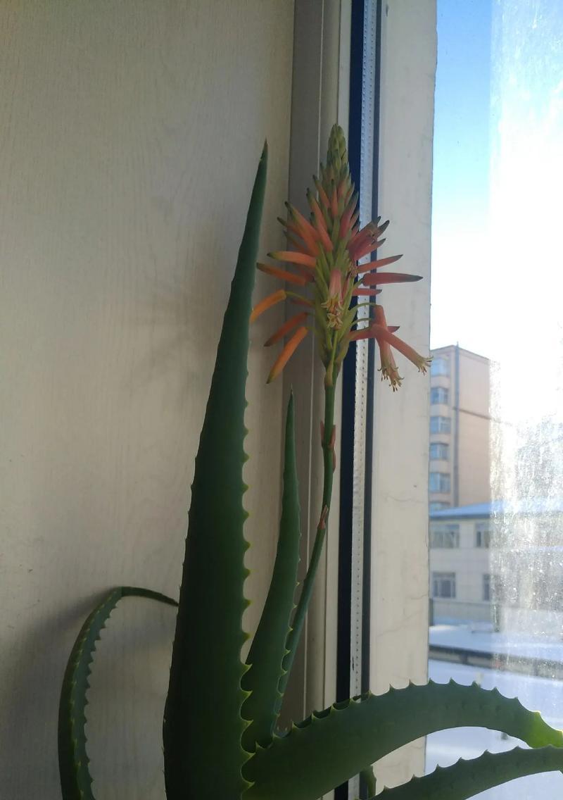 龙骨开花的条件是什么？如何促进其开花？