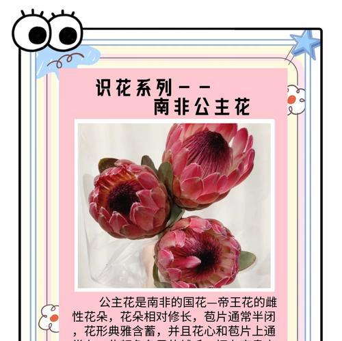 水晶花的花语通常象征着什么？