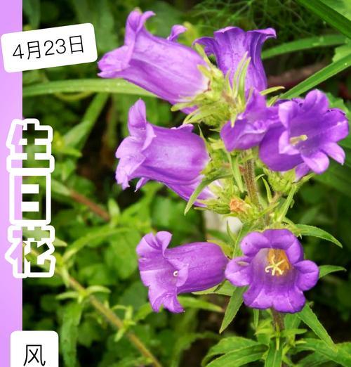 水晶花的花语通常象征着什么？