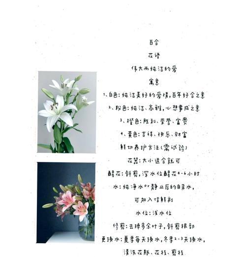 皇冠百合的花语有何特殊含义？