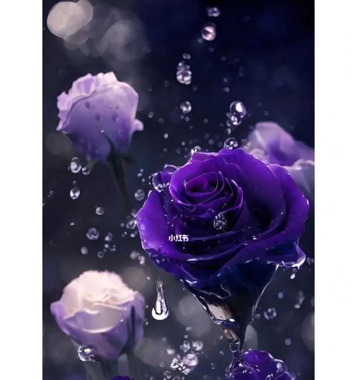 渐变紫玫瑰传递了什么花语？这种颜色玫瑰的特殊含义是什么？