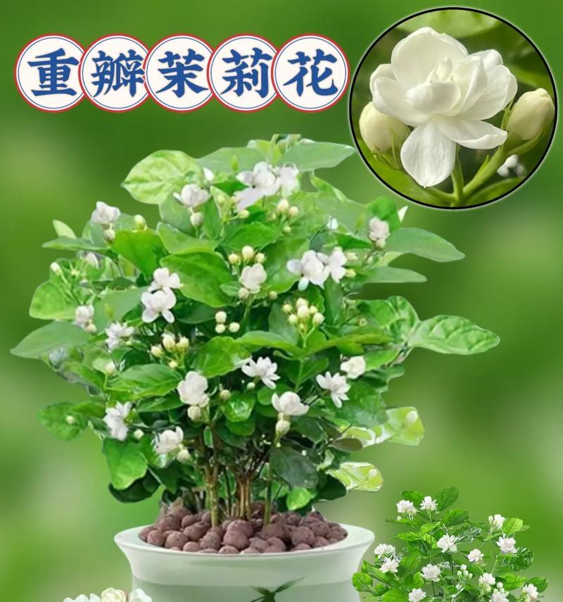 茉莉花的花语有哪些含义？