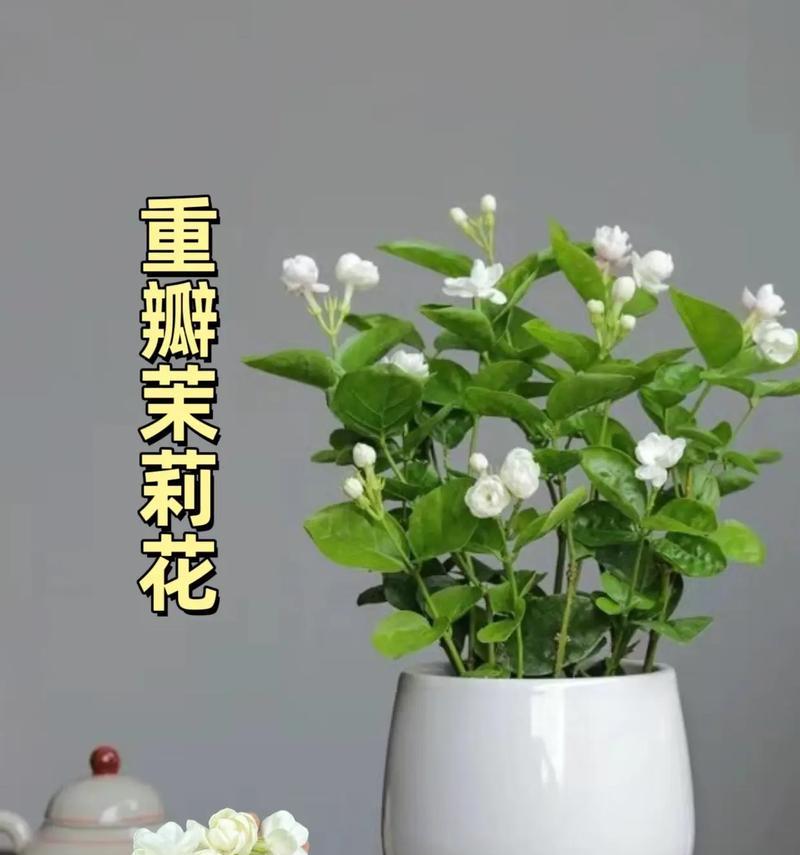 茉莉花的花语有哪些含义？