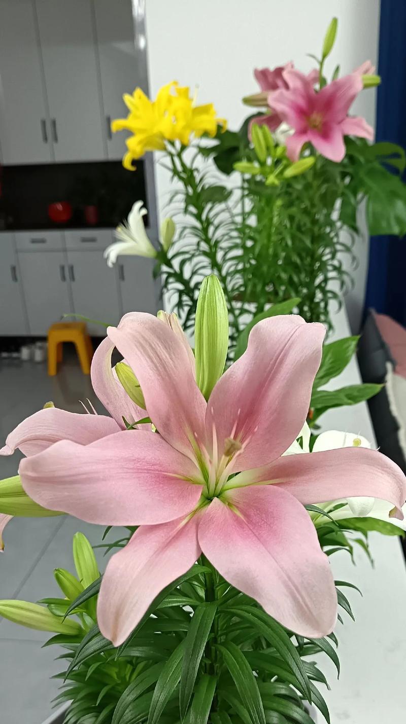 一天中不同时间的花语有何不同？