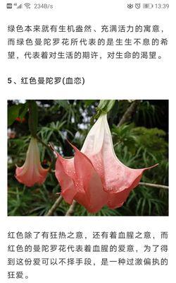 一天中不同时间的花语有何不同？