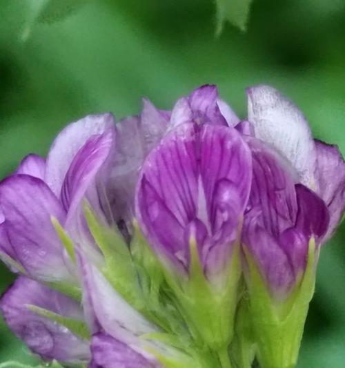 苜蓿花蕊的花语有何特别之处？