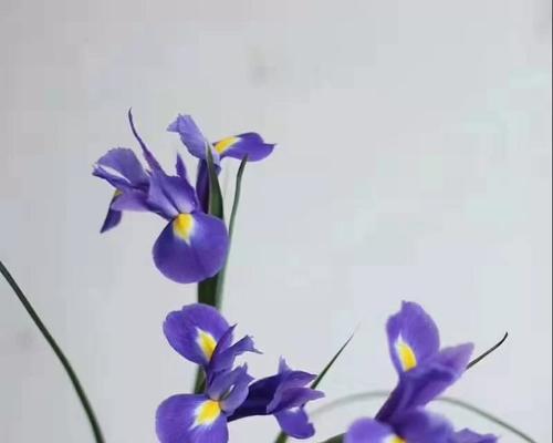 禾伙人专属花语有何深意？它象征着什么？