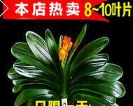 和尚花语有何寓意？它象征着什么？
