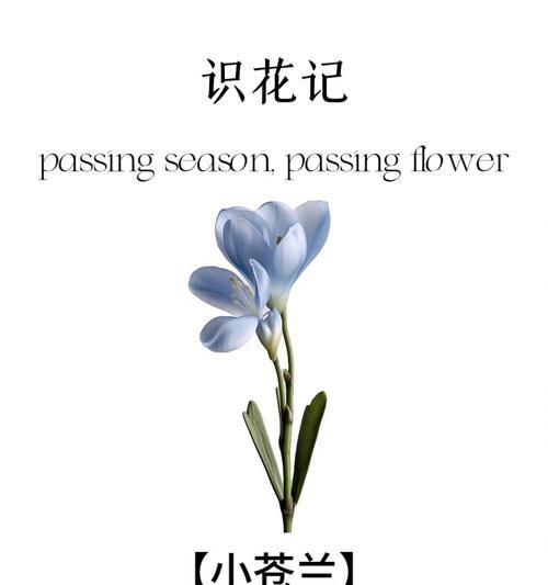 哪种花的花语代表纯洁美丽？