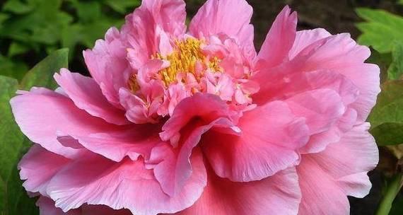 尊贵的花语是什么花？哪种花代表尊贵？