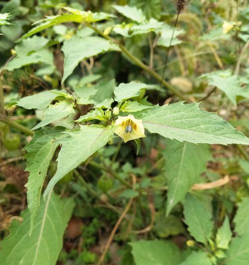 蓝星草的花语有何特别之处？